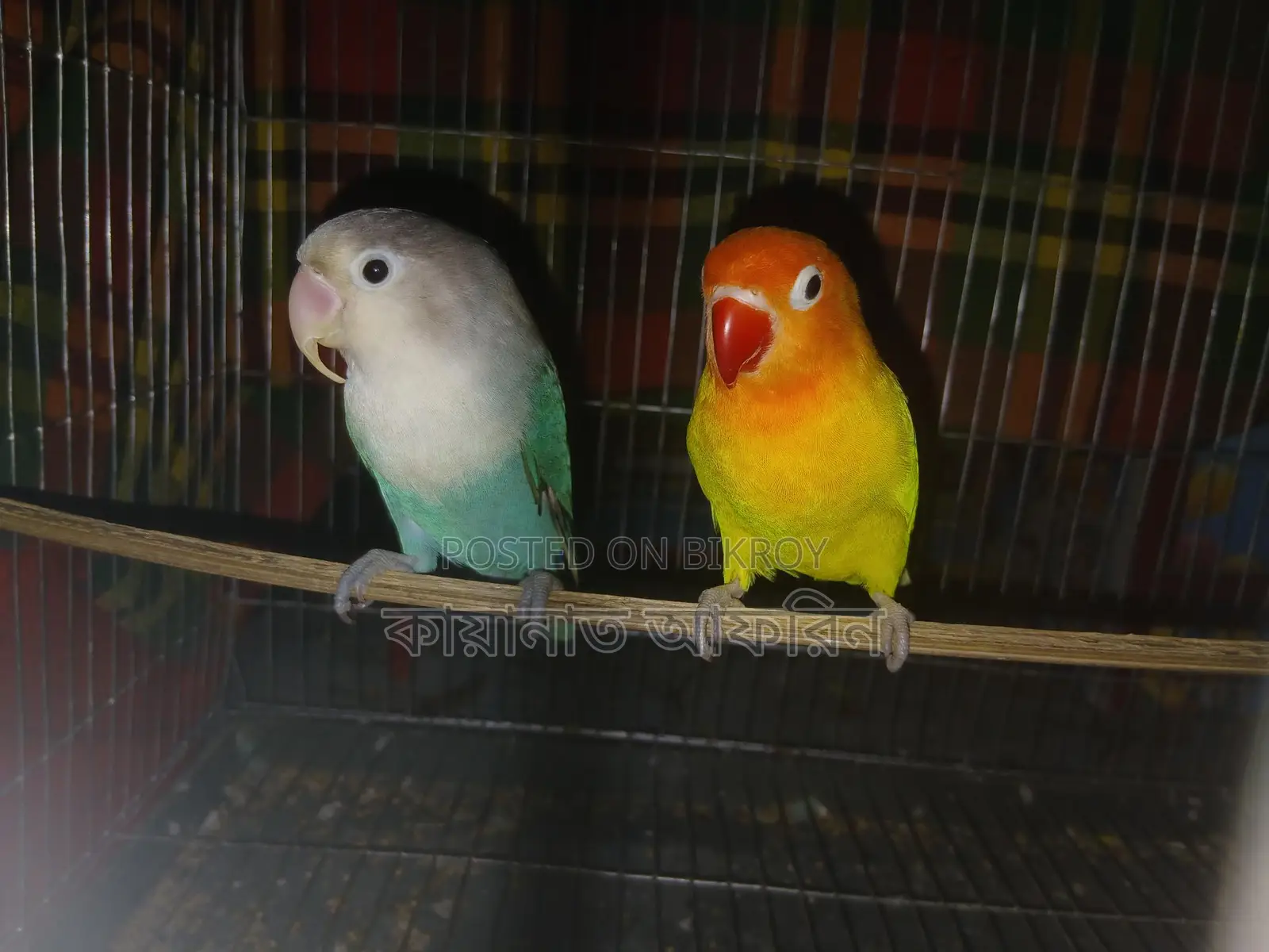 Love Bird