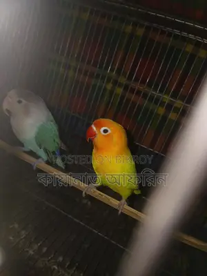 Love Bird