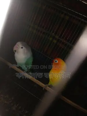 Love Bird