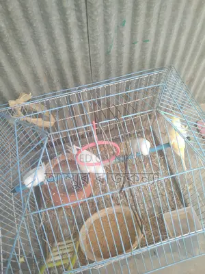 Selling Budgies with JP Cage