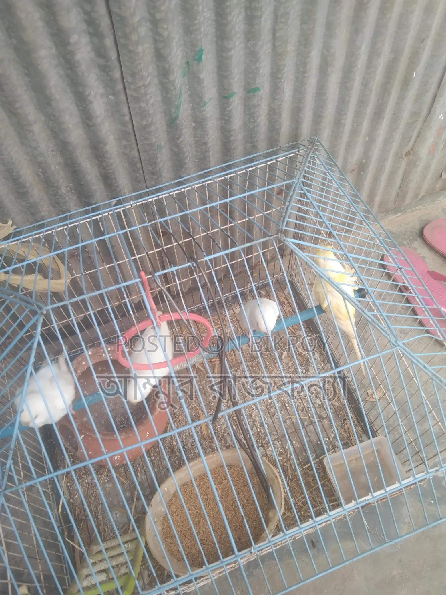 Selling Budgies with JP Cage