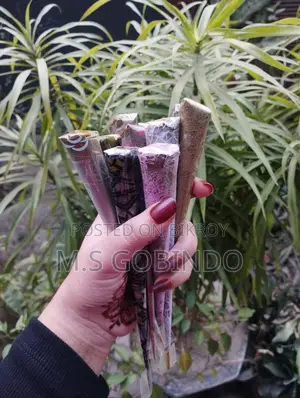 ঈদের মেহেদী