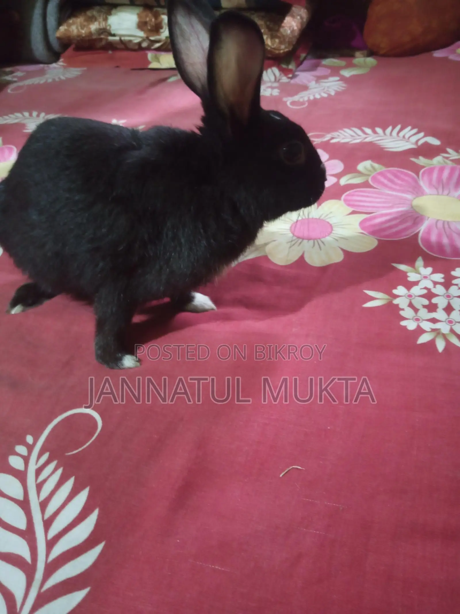 1 Pair Adult Rabbits (Male-Female)