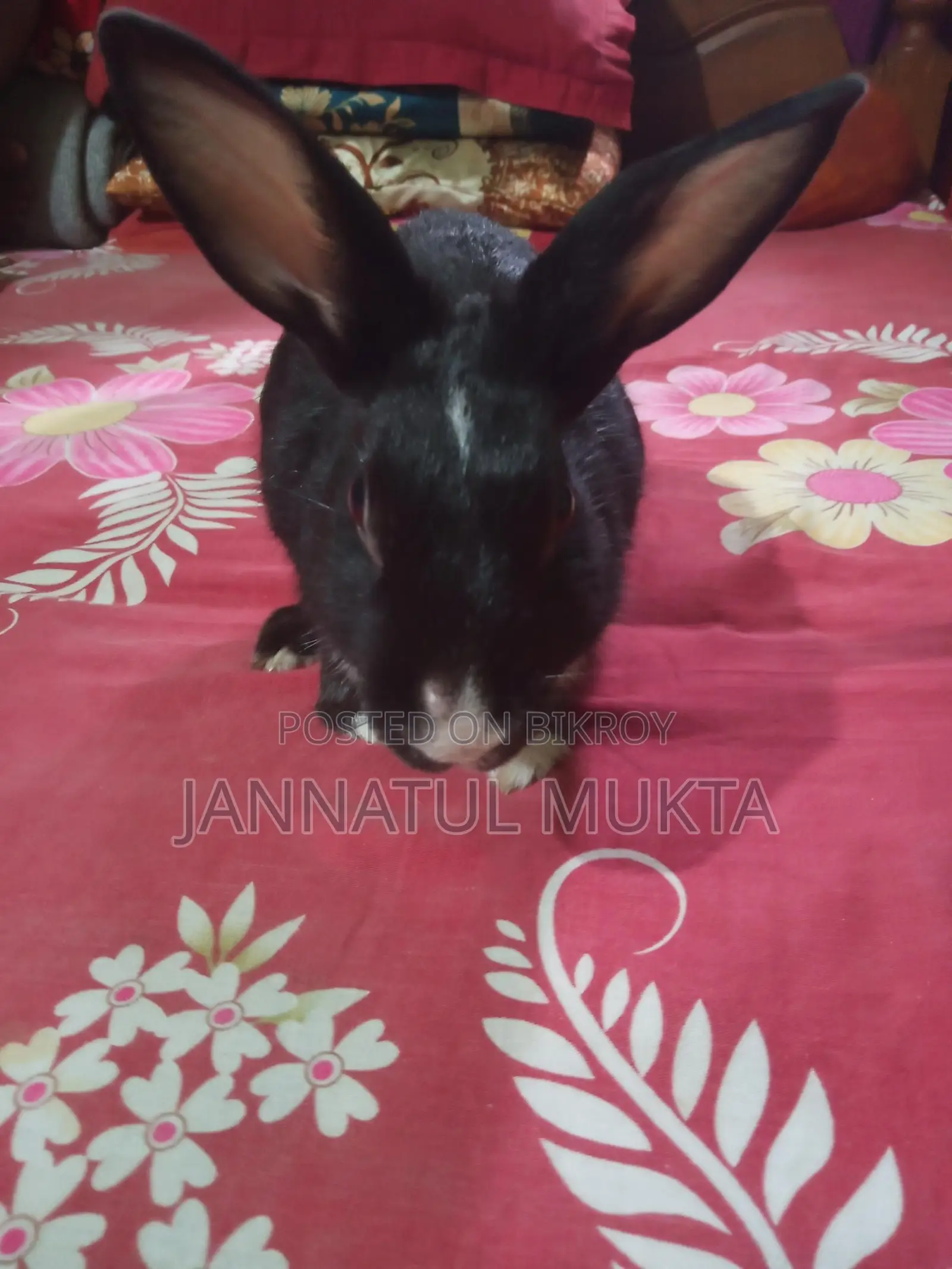 1 Pair Adult Rabbits (Male-Female)