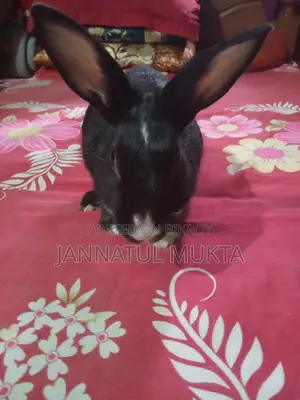 1 Pair Adult Rabbits (Male-Female)