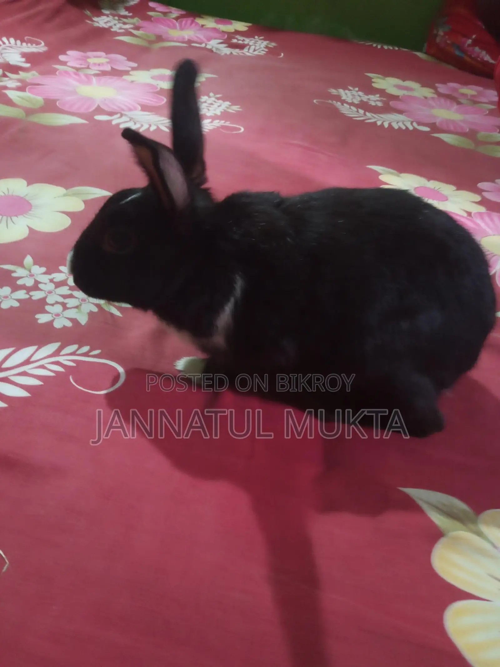 1 Pair Adult Rabbits (Male-Female)
