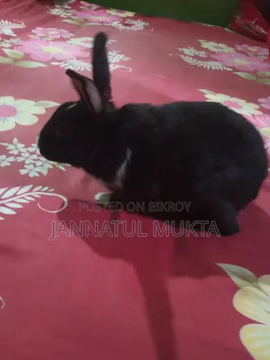 1 Pair Adult Rabbits (Male-Female)