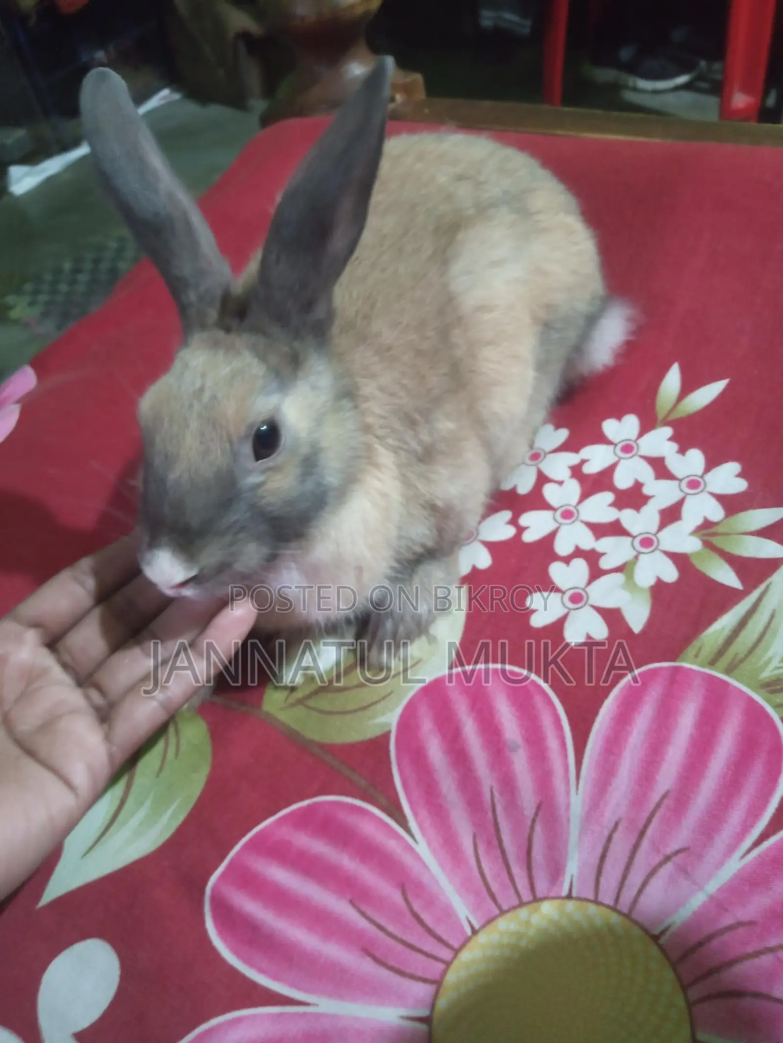 1 Pair Adult Rabbits (Male-Female)