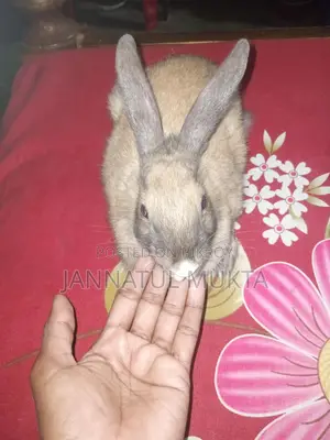 1 Pair Adult Rabbits (Male-Female)