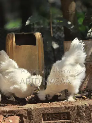 Running Silky Pair