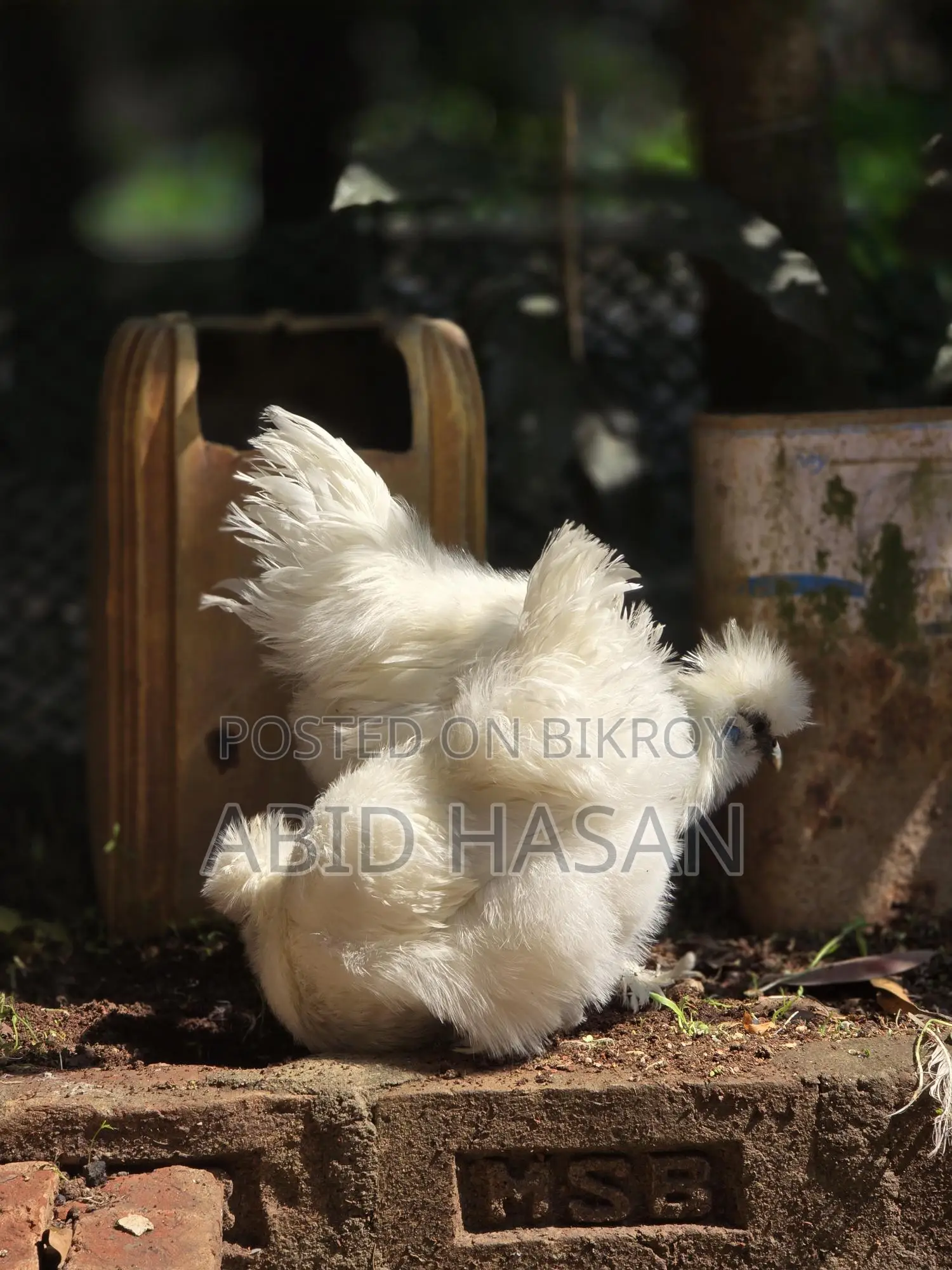 Running Silky Pair