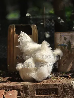 Running Silky Pair