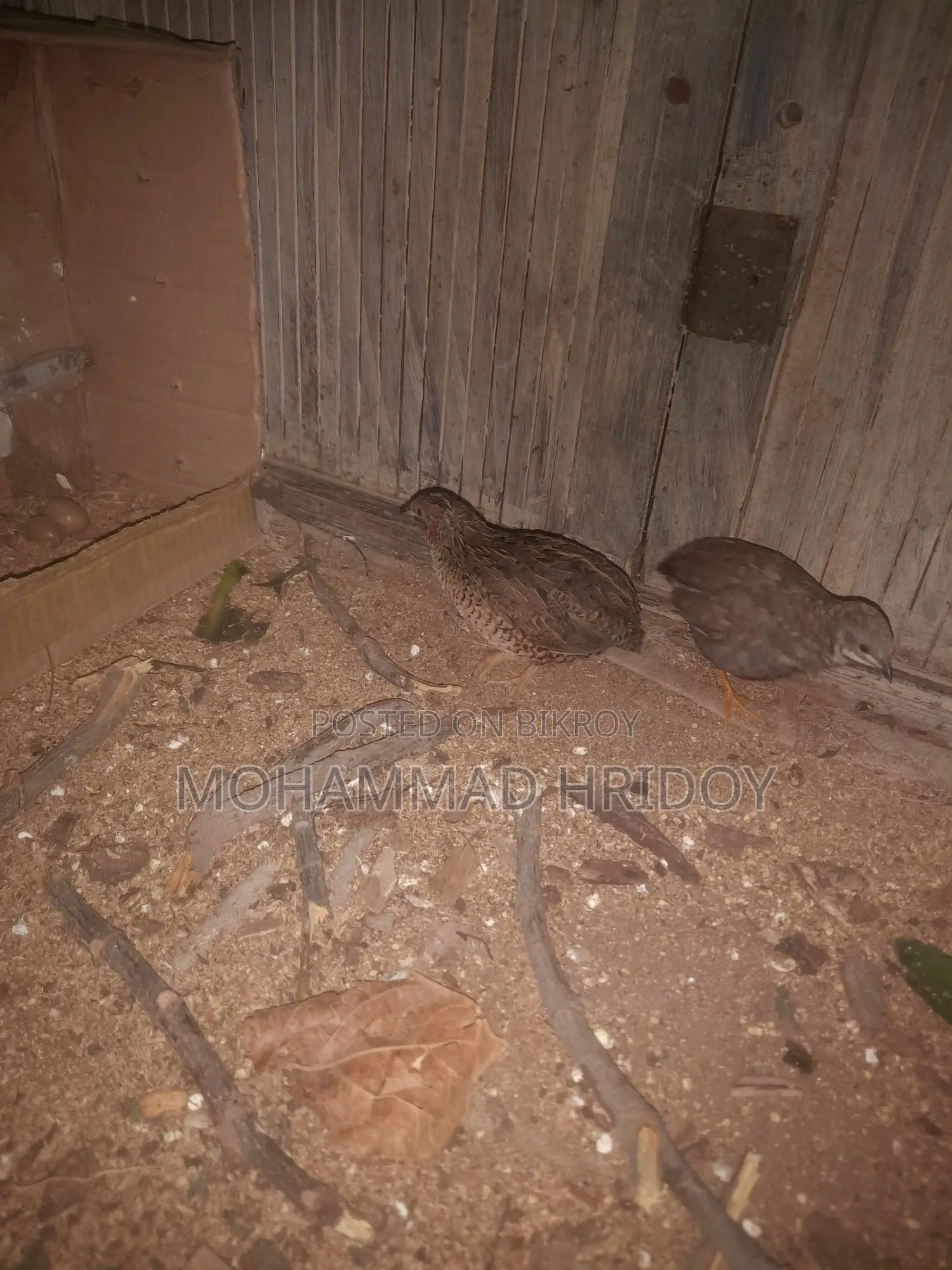 Pair of Laying King Quails for Sale