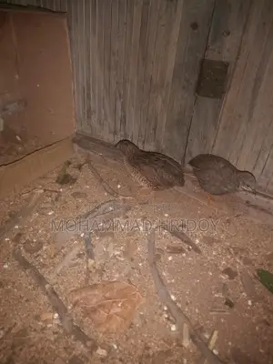 Pair of Laying King Quails for Sale
