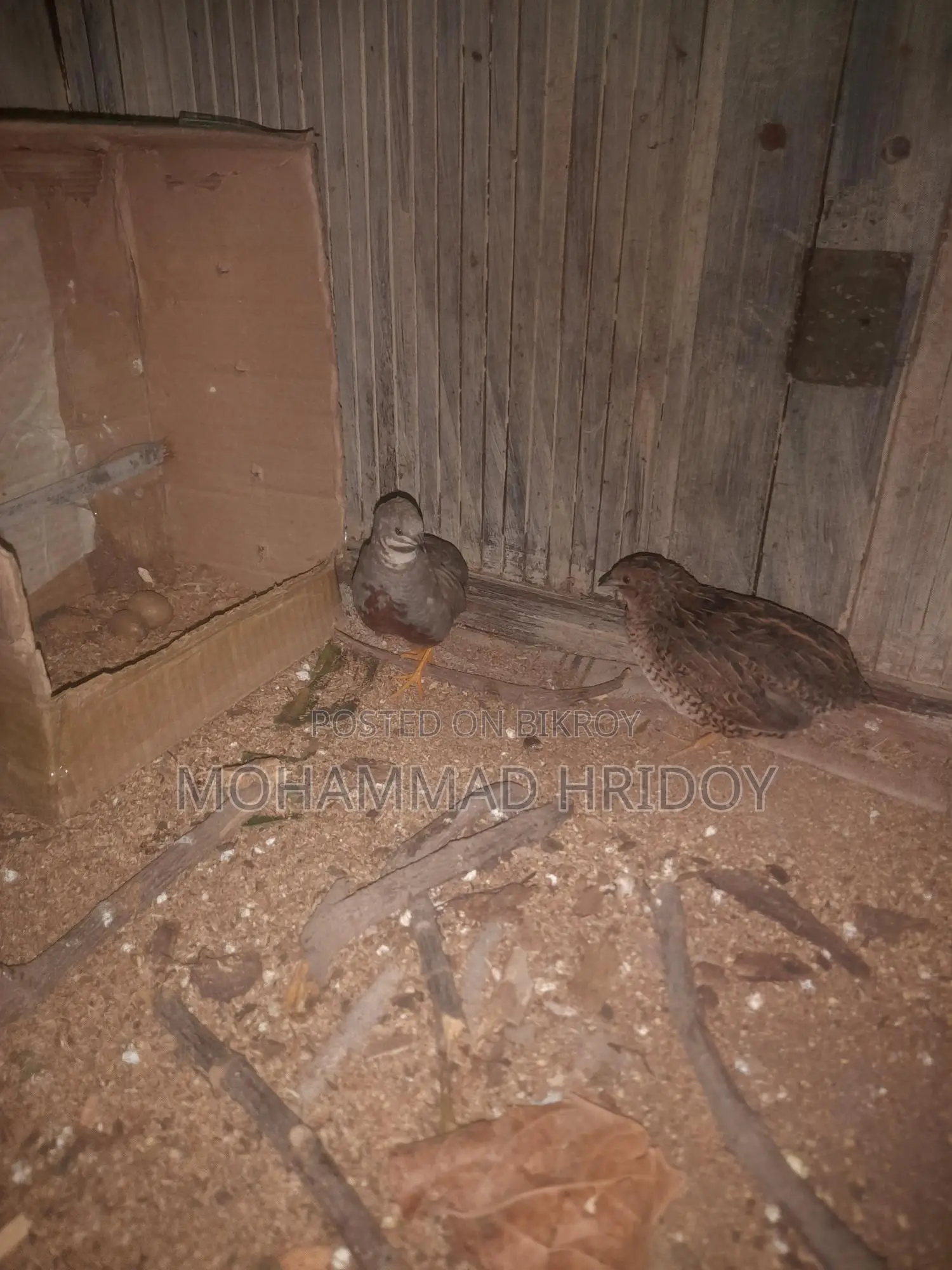 Pair of Laying King Quails for Sale