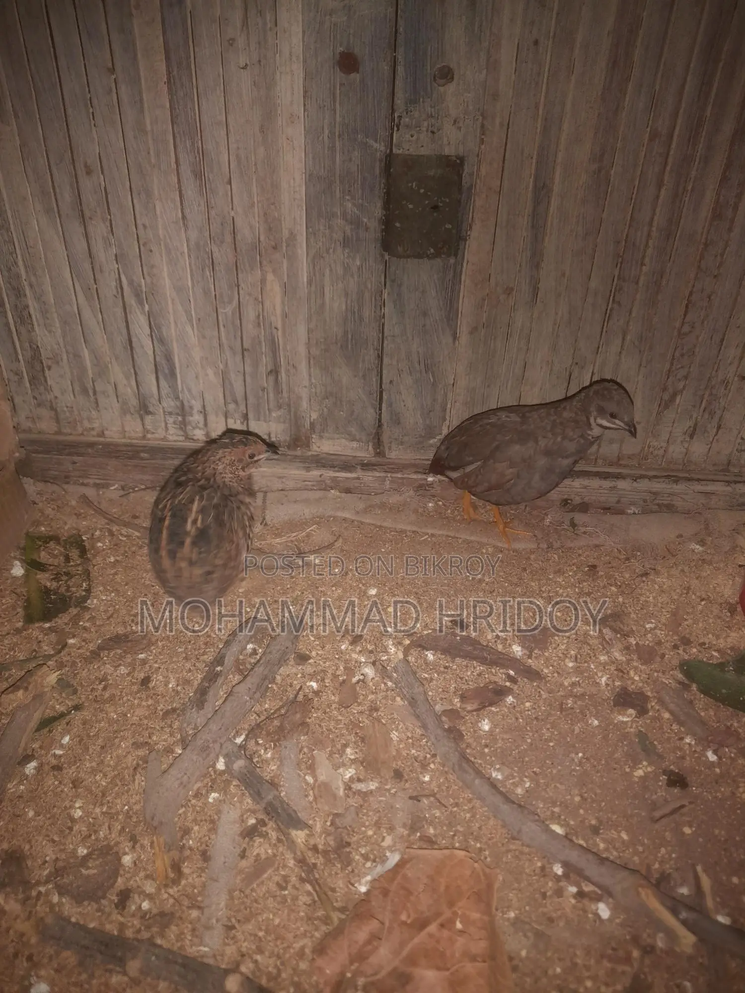 Pair of Laying King Quails for Sale