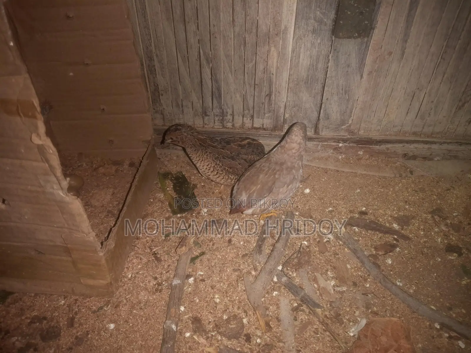 Pair of Laying King Quails for Sale