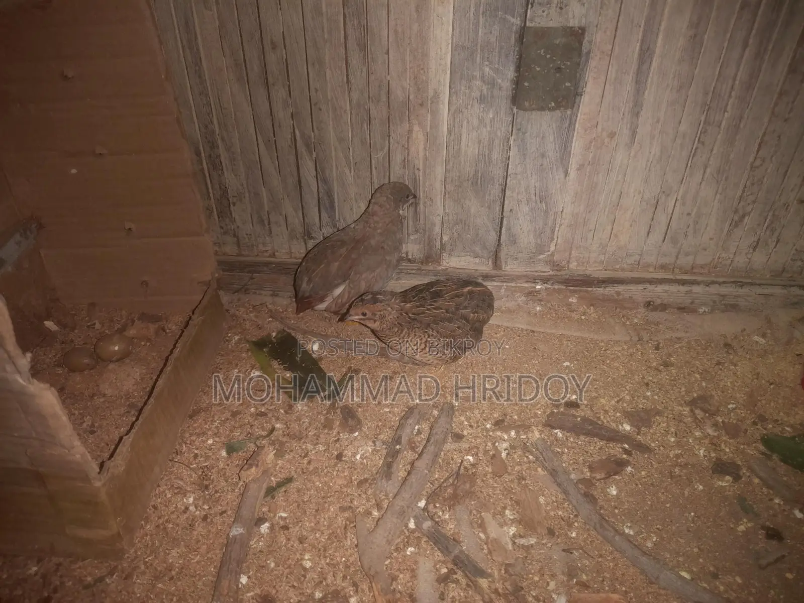 Pair of Laying King Quails for Sale