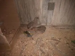 Pair of Laying King Quails for Sale