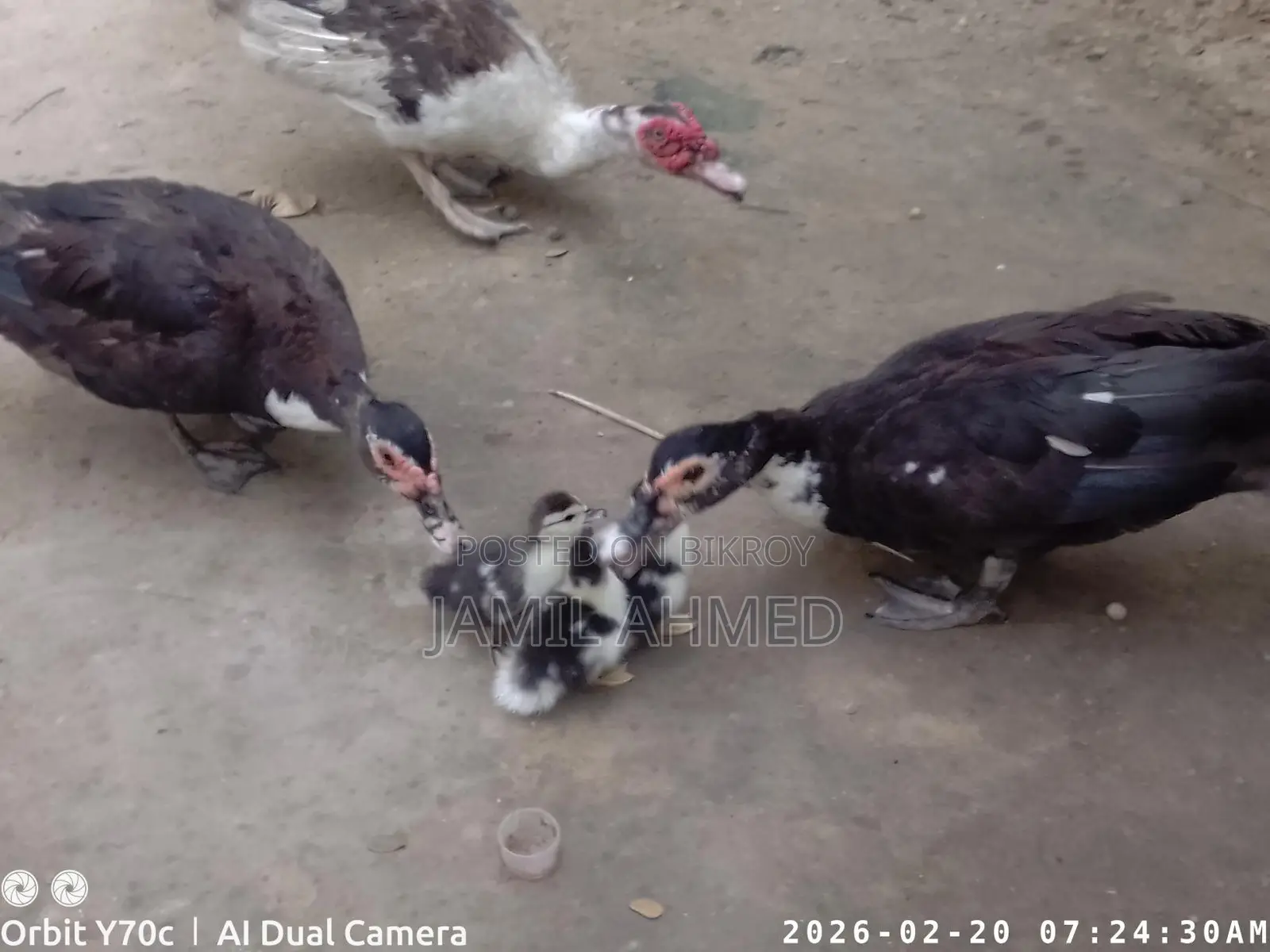 Some Chinese Ducks