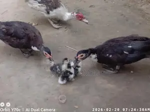 Some Chinese Ducks