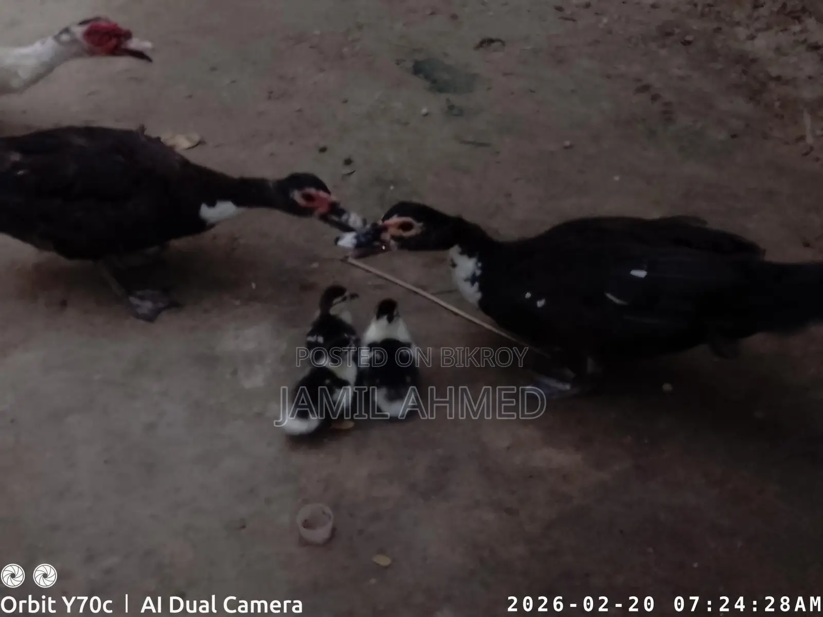 Some Chinese Ducks