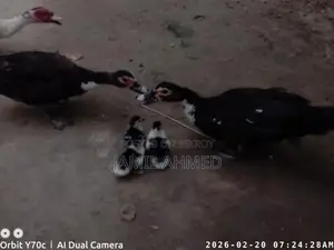 Some Chinese Ducks