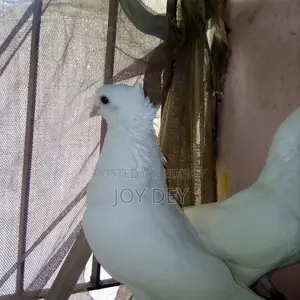 কাকজি কবুতৱ