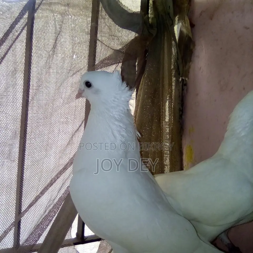 Kakji Pigeons