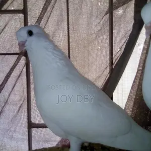 Kakji Pigeons