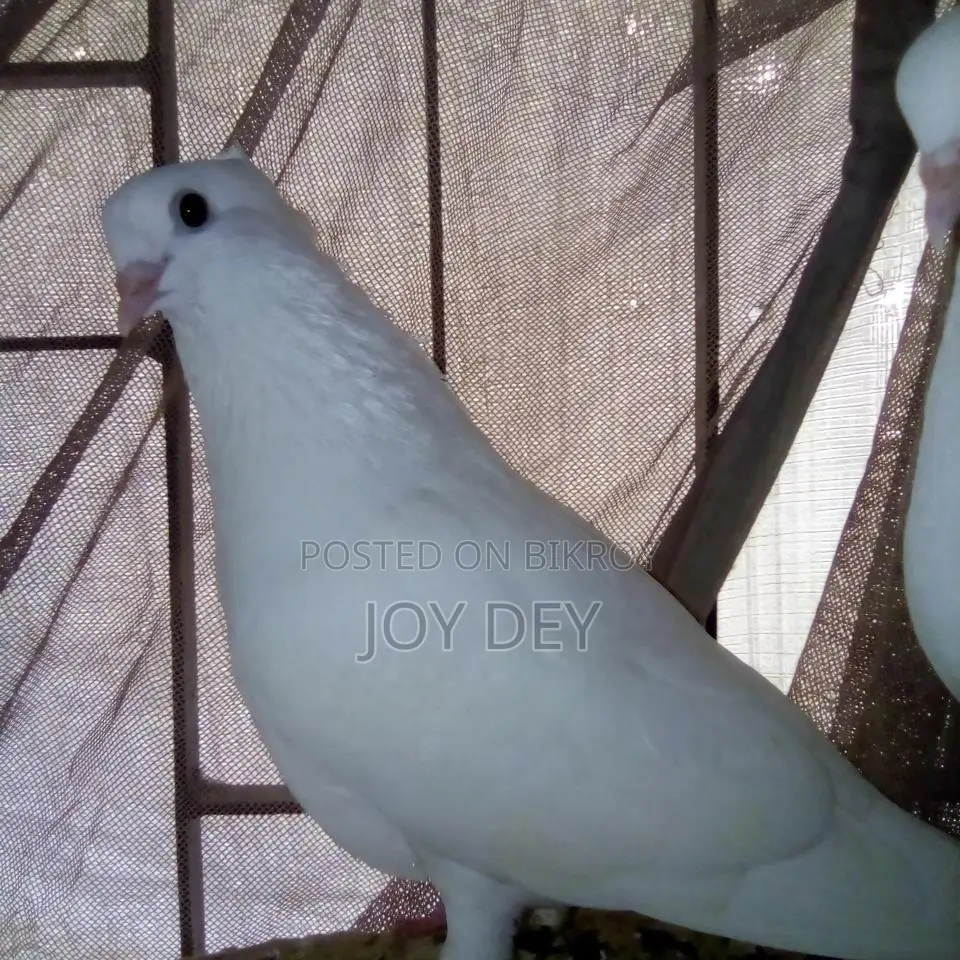 Kakji Pigeons