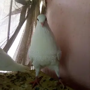 Kakji Pigeons