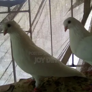 Kakji Pigeons