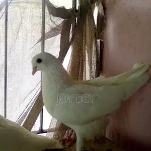 Kakji Pigeons