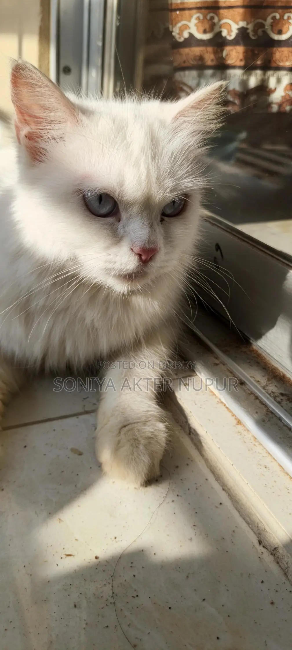 Persian Cat