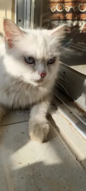 Persian Cat