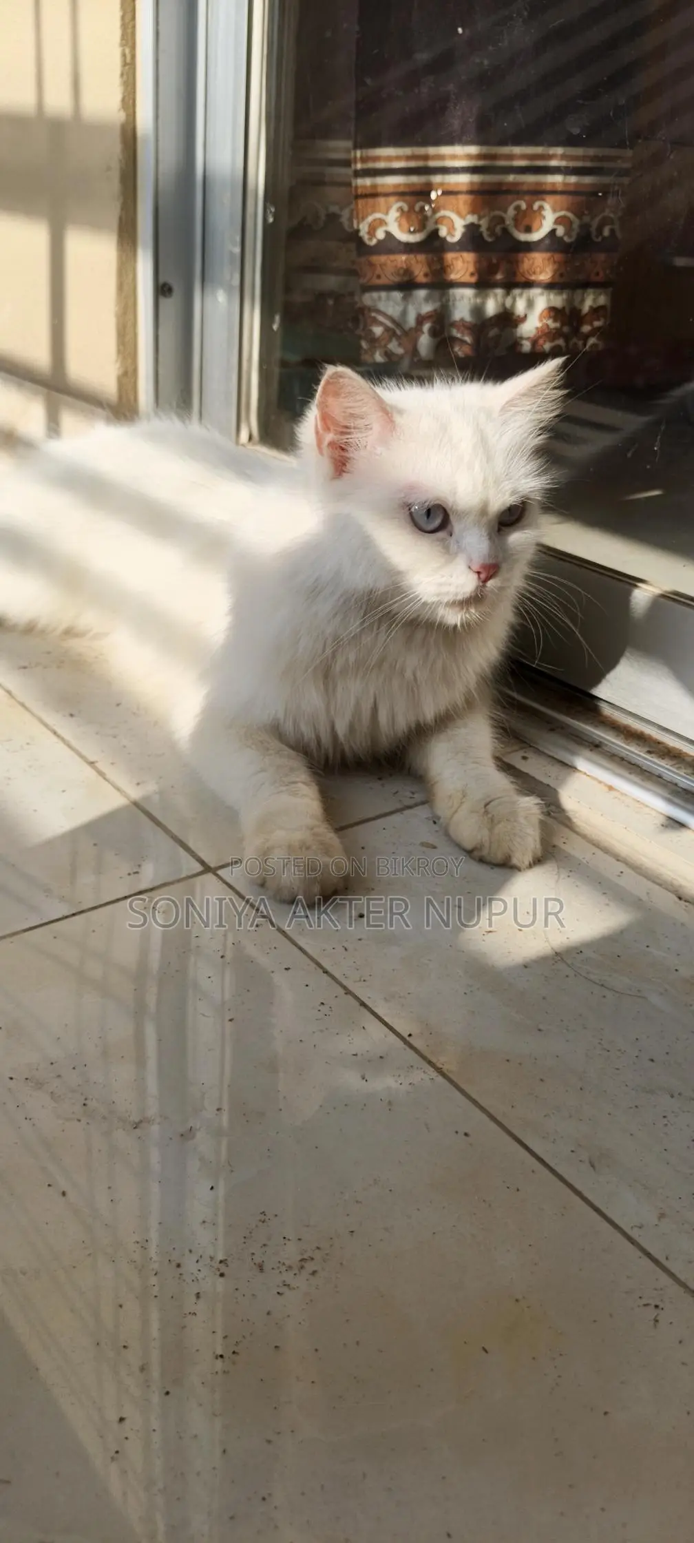Persian Cat