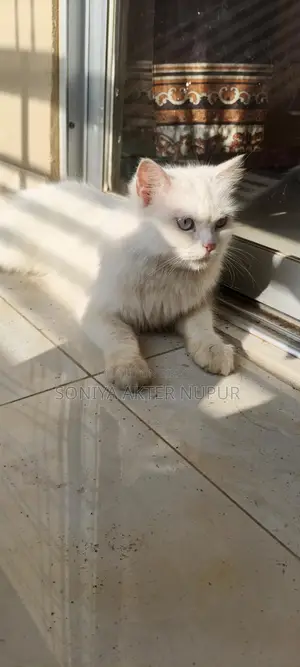 Persian Cat
