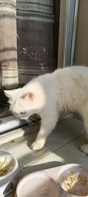 Persian Cat