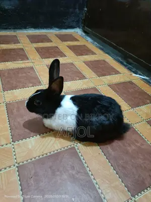 পুরুষ খরগোশ