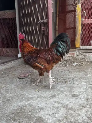 রেড টাইগার মুরগি