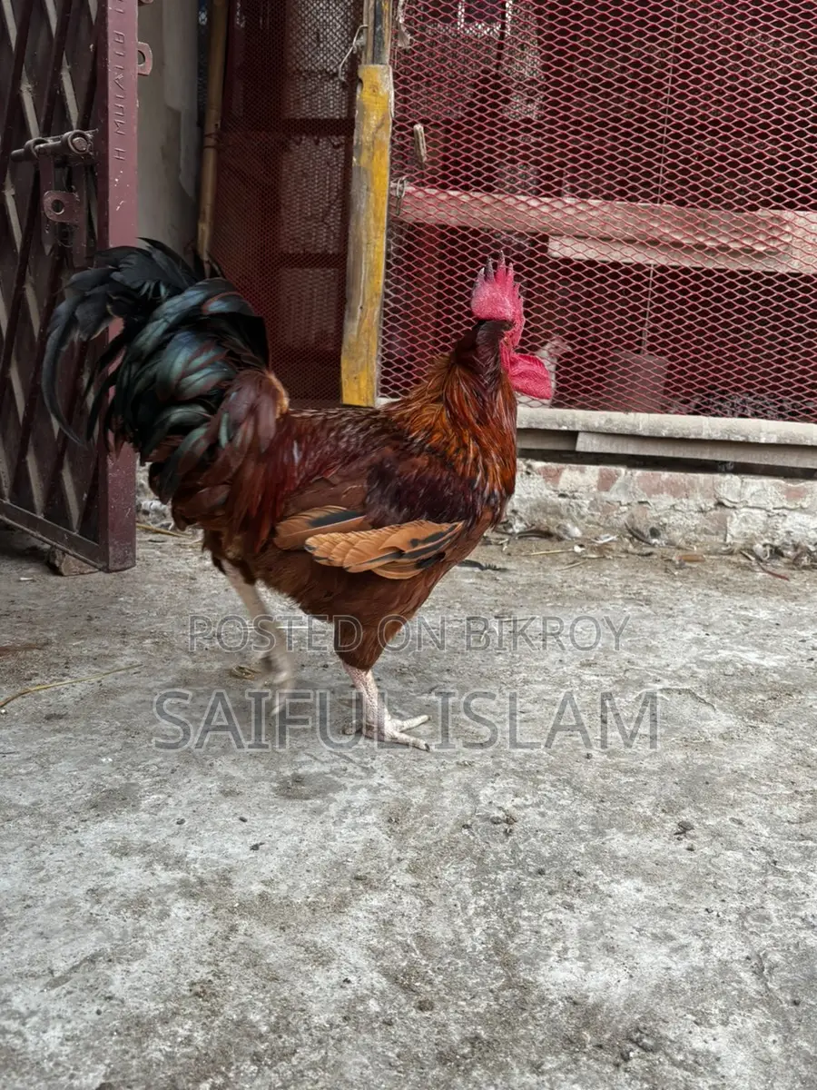 রেড টাইগার মুরগি
