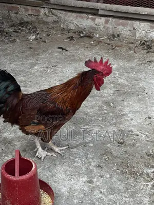 রেড টাইগার মুরগি