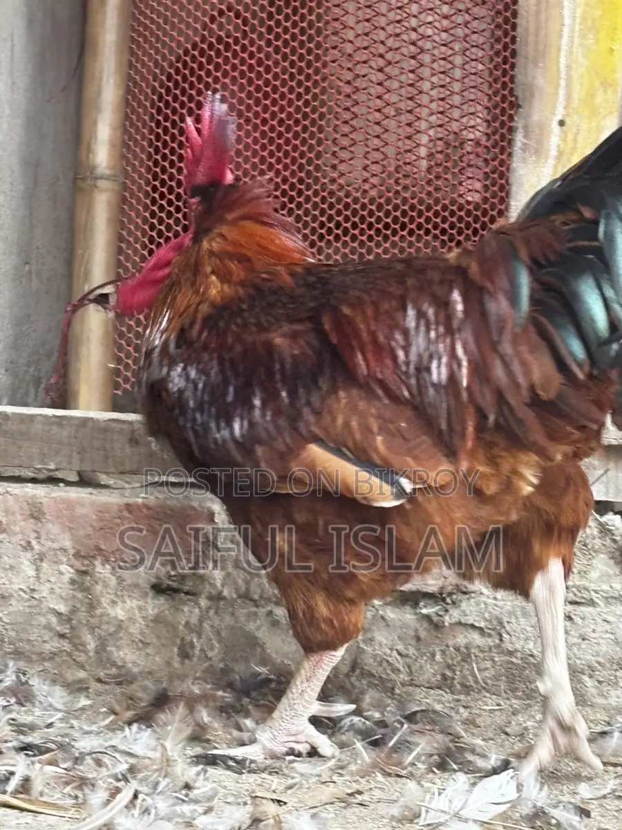 রেড টাইগার মুরগি