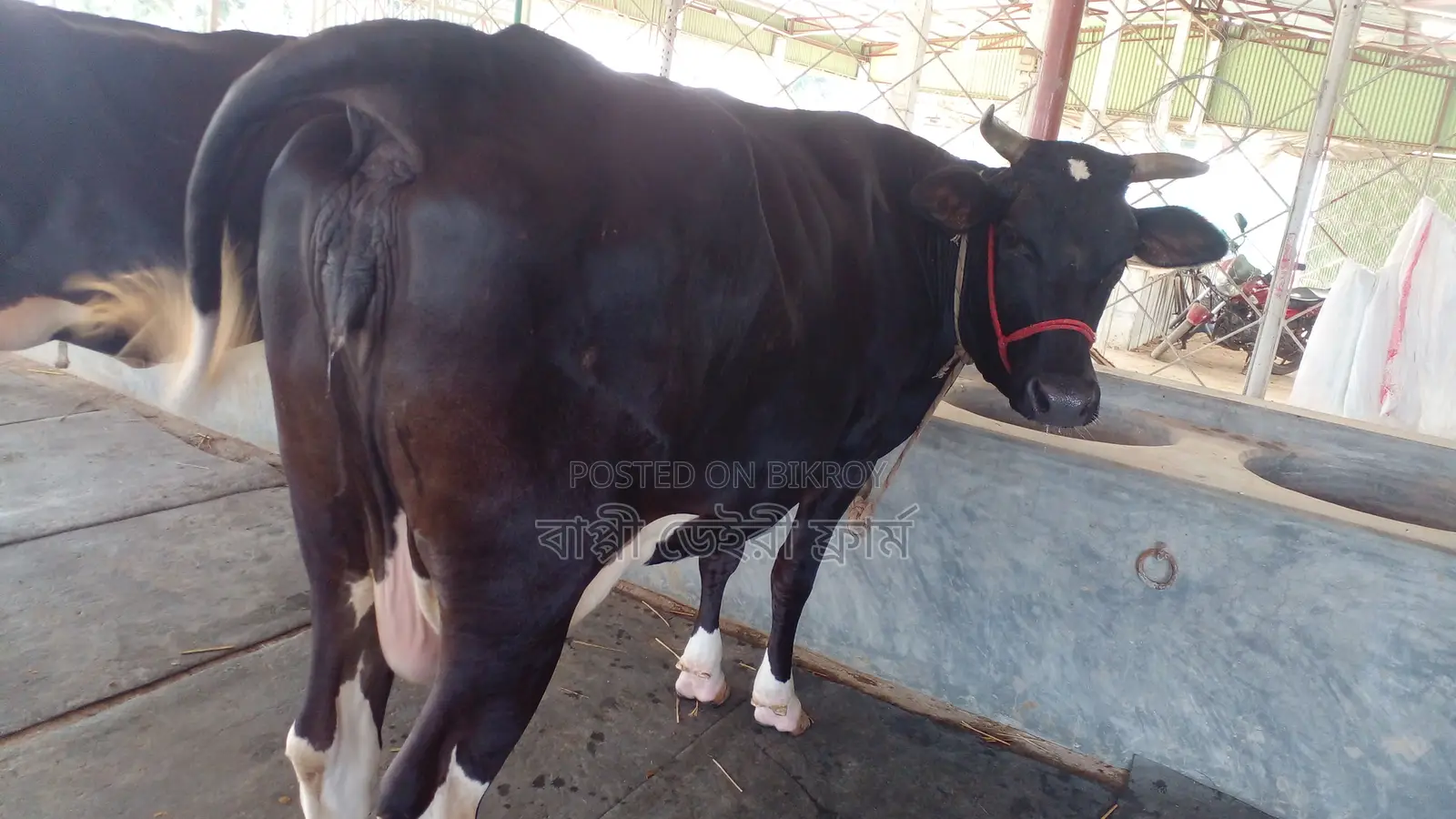 ৯৮২নং উন্নত জাতের গাভী ।