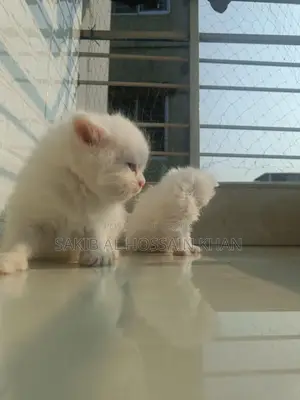 Traditional Persian (Pure White With Stunning Blue Eyes)