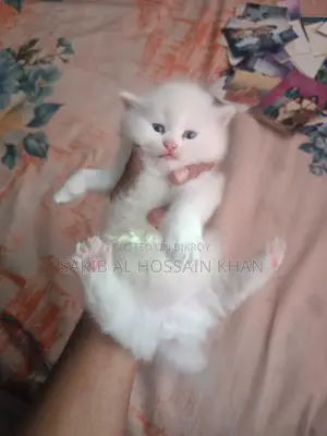Traditional Persian (Pure White With Stunning Blue Eyes)