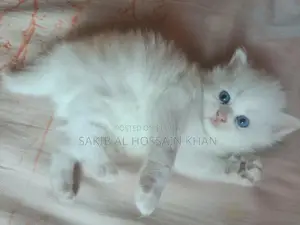 Traditional Persian (Pure White With Stunning Blue Eyes)