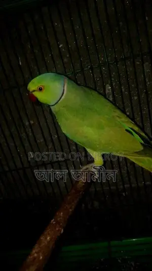 Indian Parrot