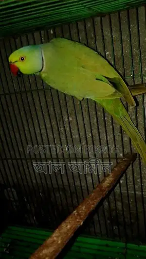Indian Parrot